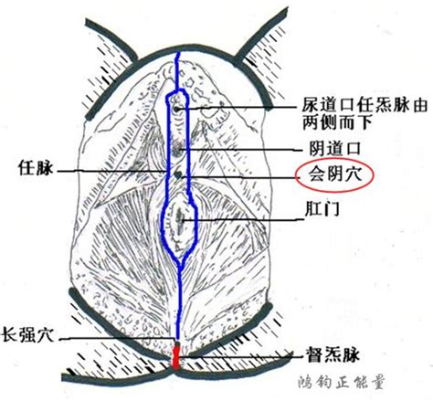 陰阜 意味